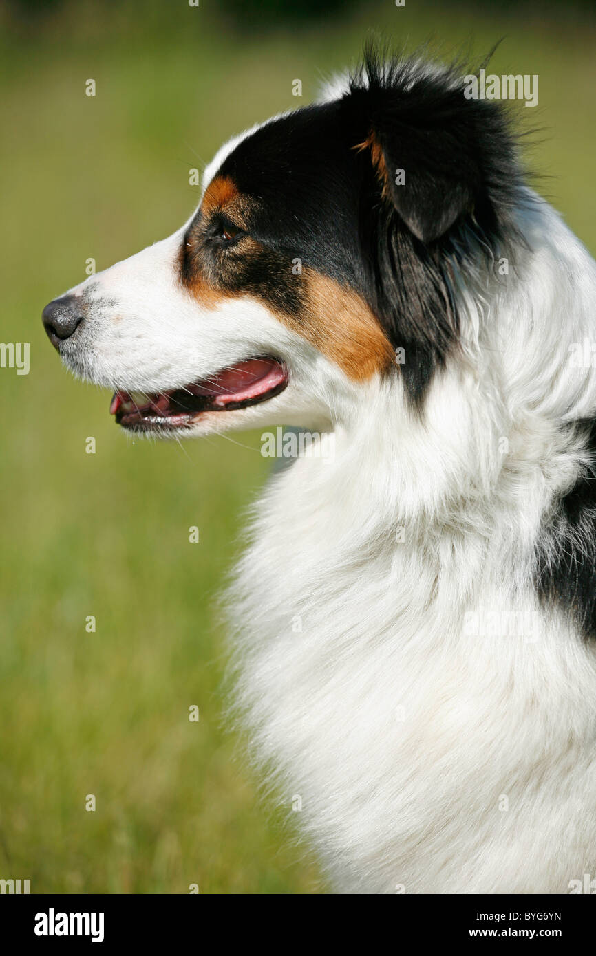 Side portrait australian shepherd hi-res stock photography and images ...