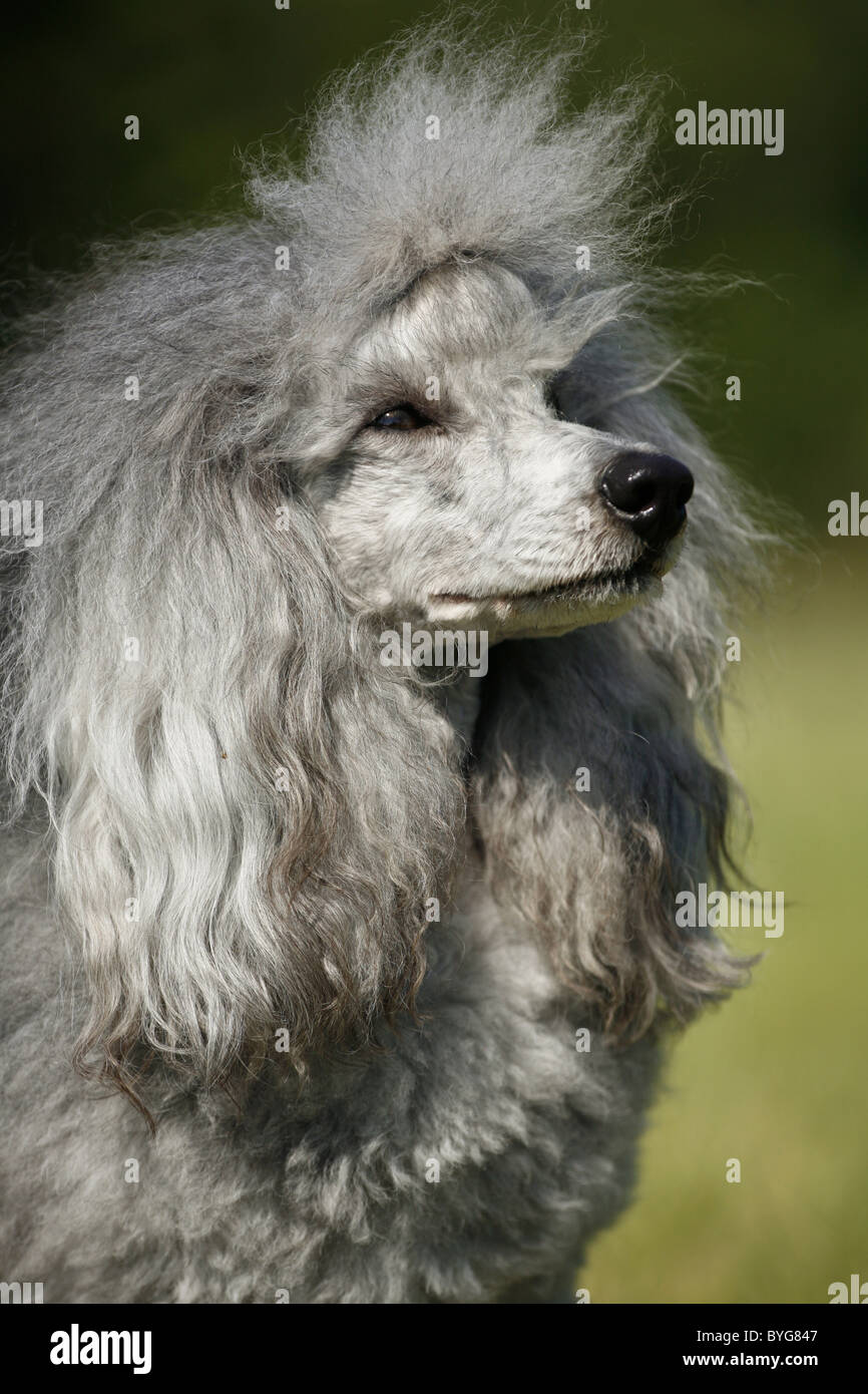Silver Poonool Silberpudel / silver poodle Stock Photo - Alamy