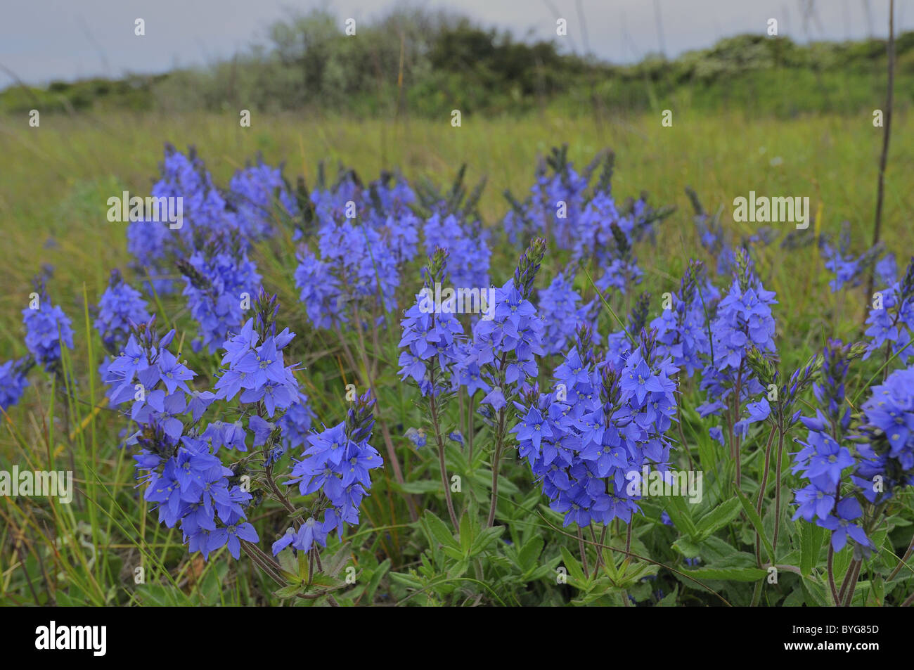 Flowers in the dunes in Holland Stock Photo
