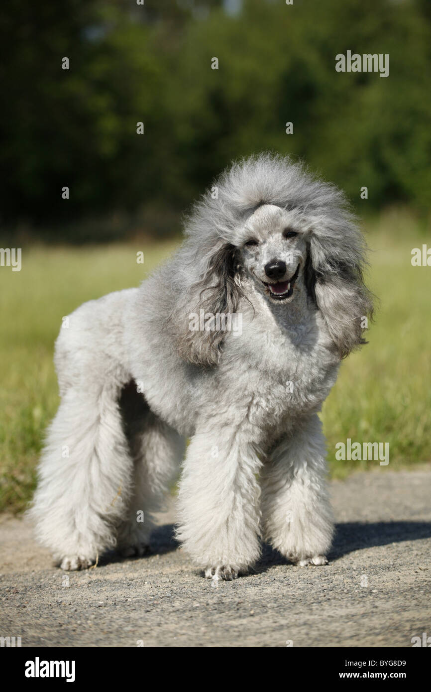 Silberpudel / silver poodle  Stock Photo