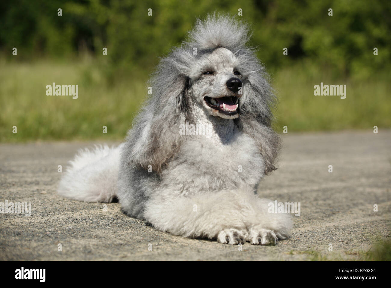 Silberpudel / silver poodle Stock Photo