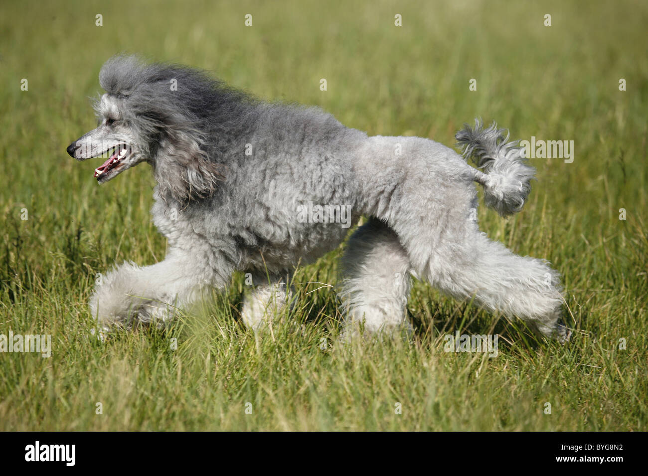 Silver Poonool Silberpudel / silver poodle Stock Photo - Alamy
