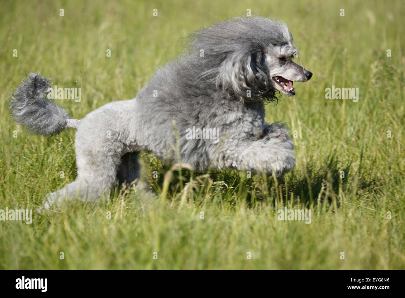 Silver Poonool Silberpudel / silver poodle Stock Photo - Alamy