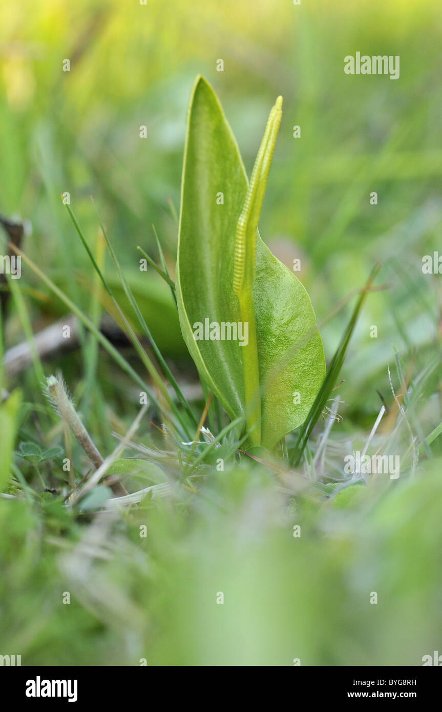 Southern adderstongue Stock Photo