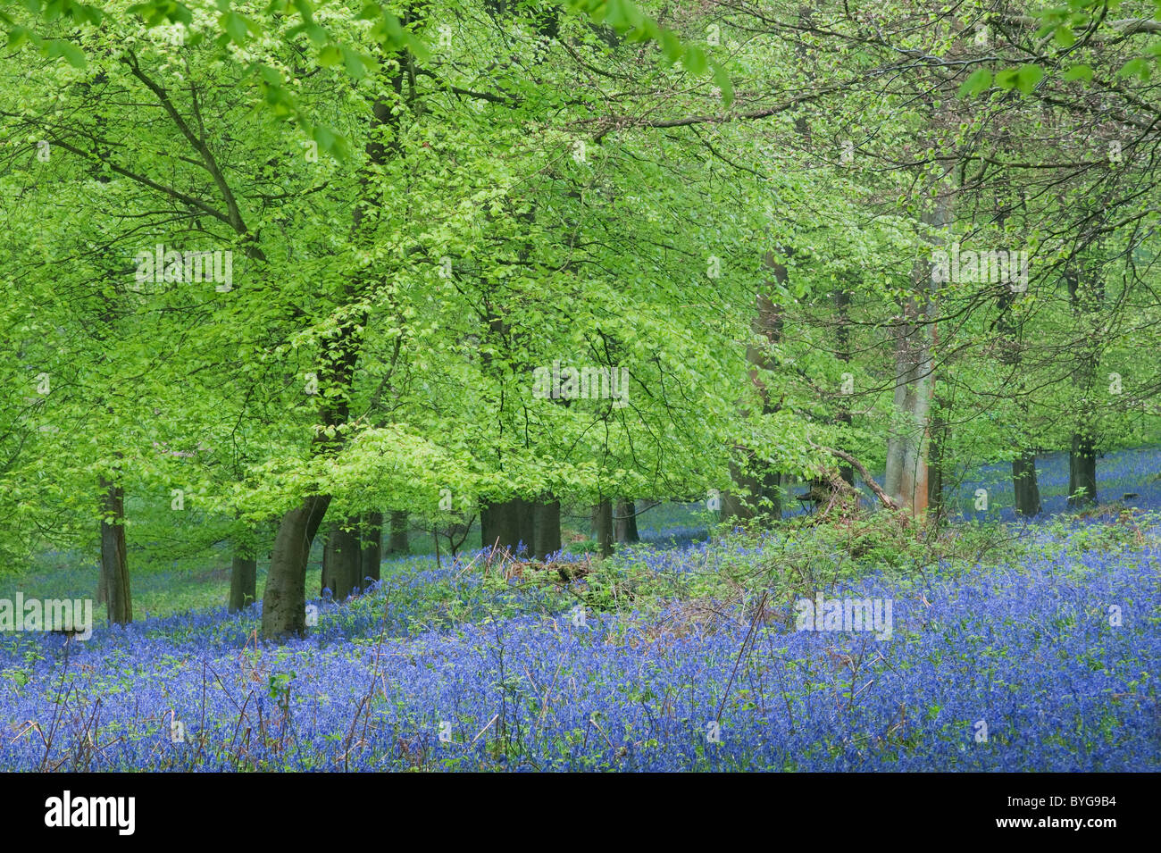 English Bluebell, Harebell (Hyacinthoides non-scripta). A mass of flowers among Common Beech (Fagus sylvatica) trees. Stock Photo
