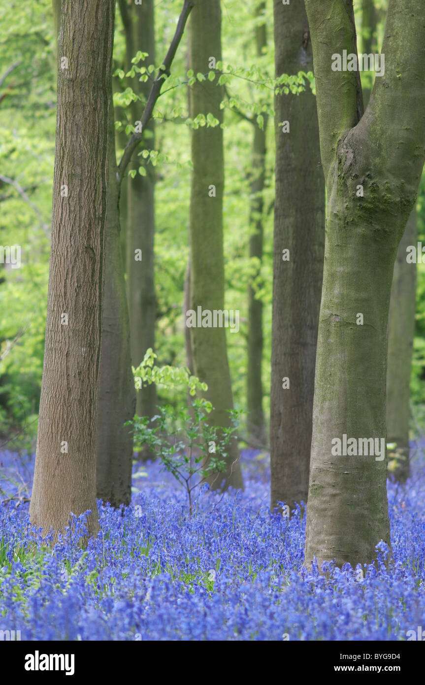 English Bluebell, Harebell (Hyacinthoides non-scripta). A mass of flowers among Common Beech (Fagus sylvatica) trees. Stock Photo