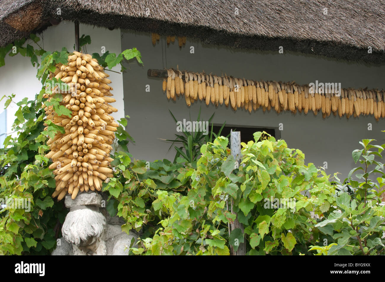 Maize, Corn (Zea mays). Corn cobs hung up for drying under the eaves of a roof, Podersdorf, Lake Neusiedl, Austria. Stock Photo