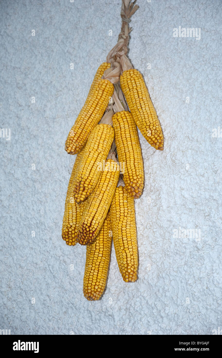 Maize, Corn (Zea mays). Corn cobs pleated together hanging on a wall. Stock Photo