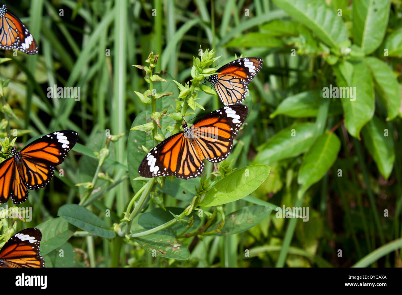 Monarch Butterfly (danaus plexippus) sitting on a bush in Phi Phi, Thailand Stock Photo