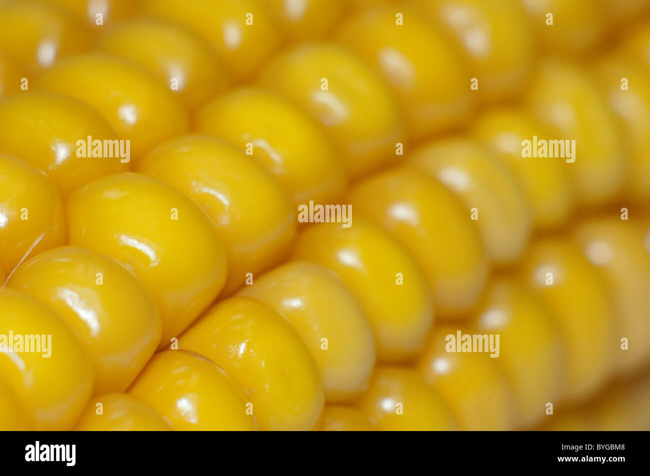 Maize, Corn (Zea mays). Corncob detail. Stock Photo