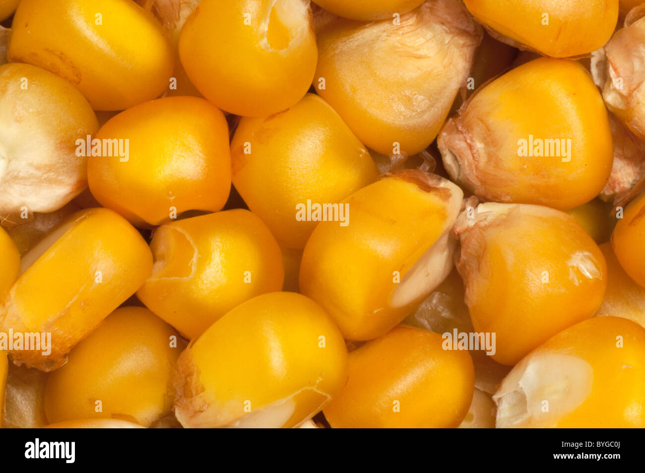 Maize, Corn (Zea mays), kernels. Stock Photo