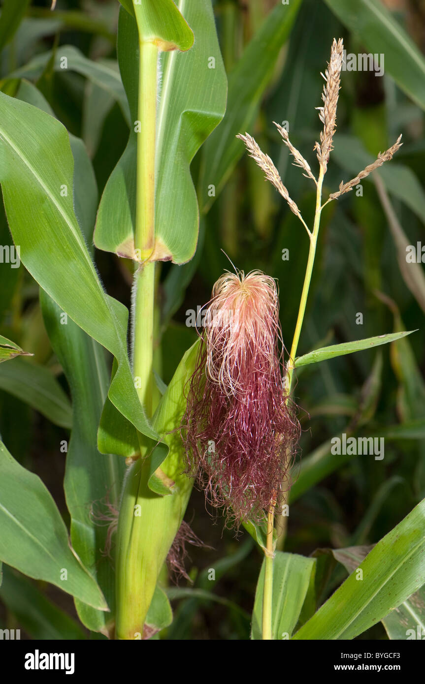 Maize, Corn (Zea mays). Stalks with males and female inflorescences. Stock Photo