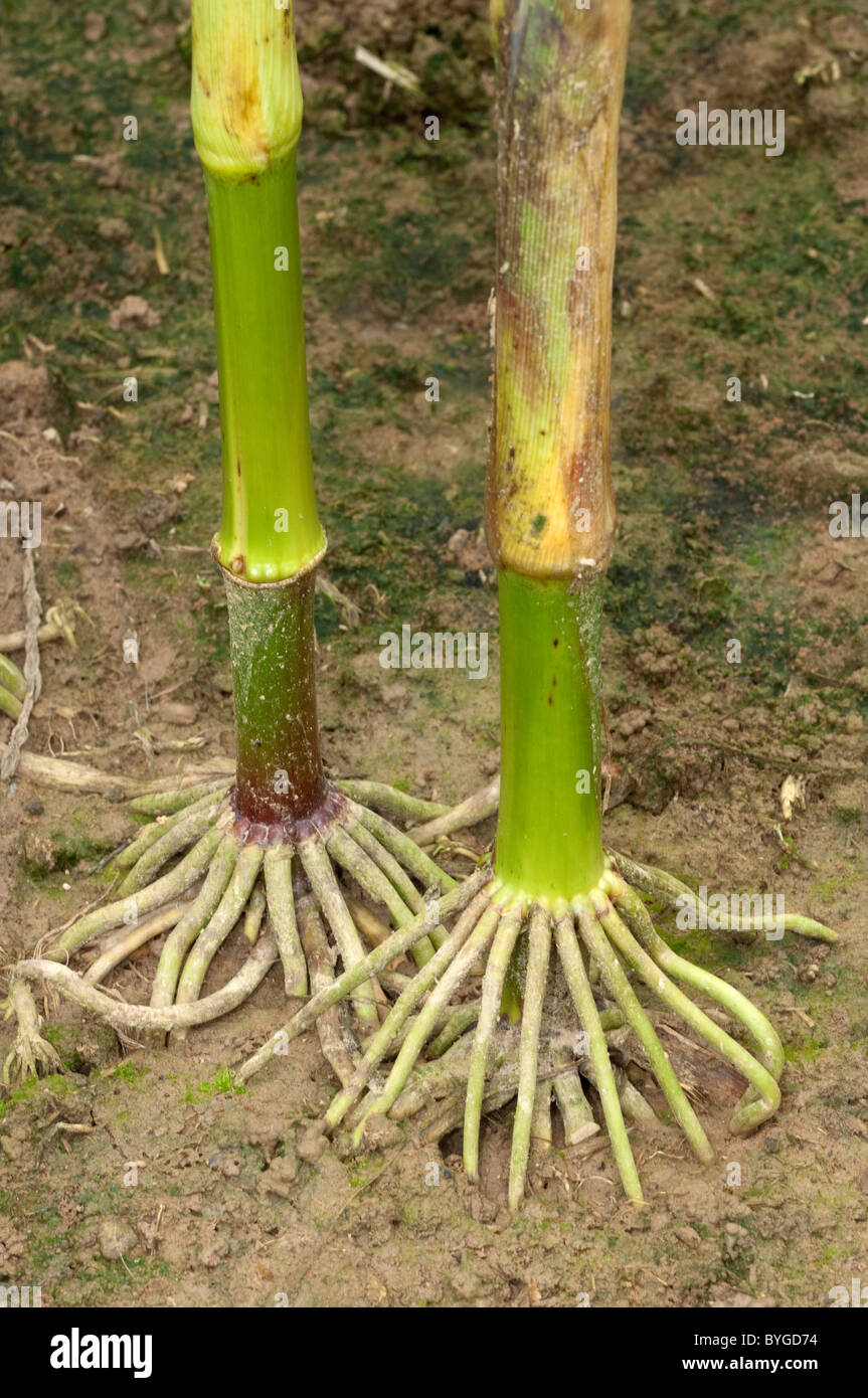Maize, Corn (Zea mays). Free support roots at base of stalk. Stock Photo