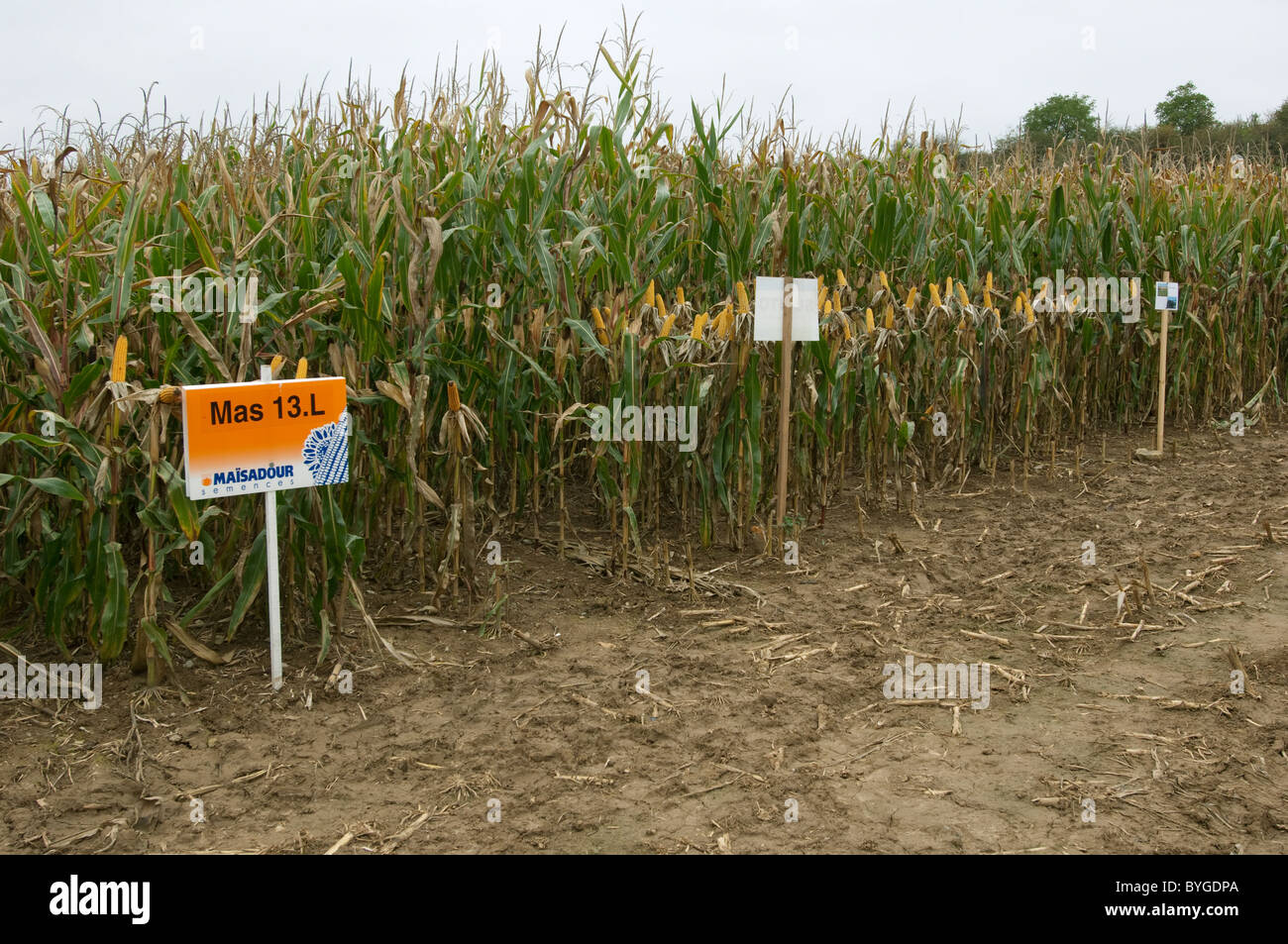 Maize, Corn (Zea mays). Field with experimental plots. Stock Photo