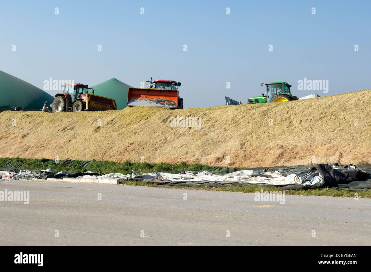 Maize, Corn (Zea mays). Freshly chopped maize in a large piles being compacted by caterpillar tractors to push out air. Stock Photo
