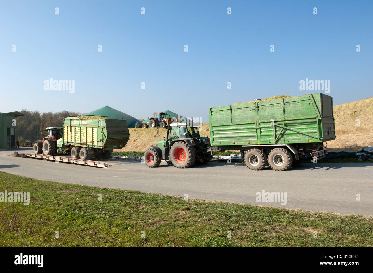 Maize, Corn (Zea mays). Fresh chopped maize being brought to an anaerobic digester plant. Stock Photo