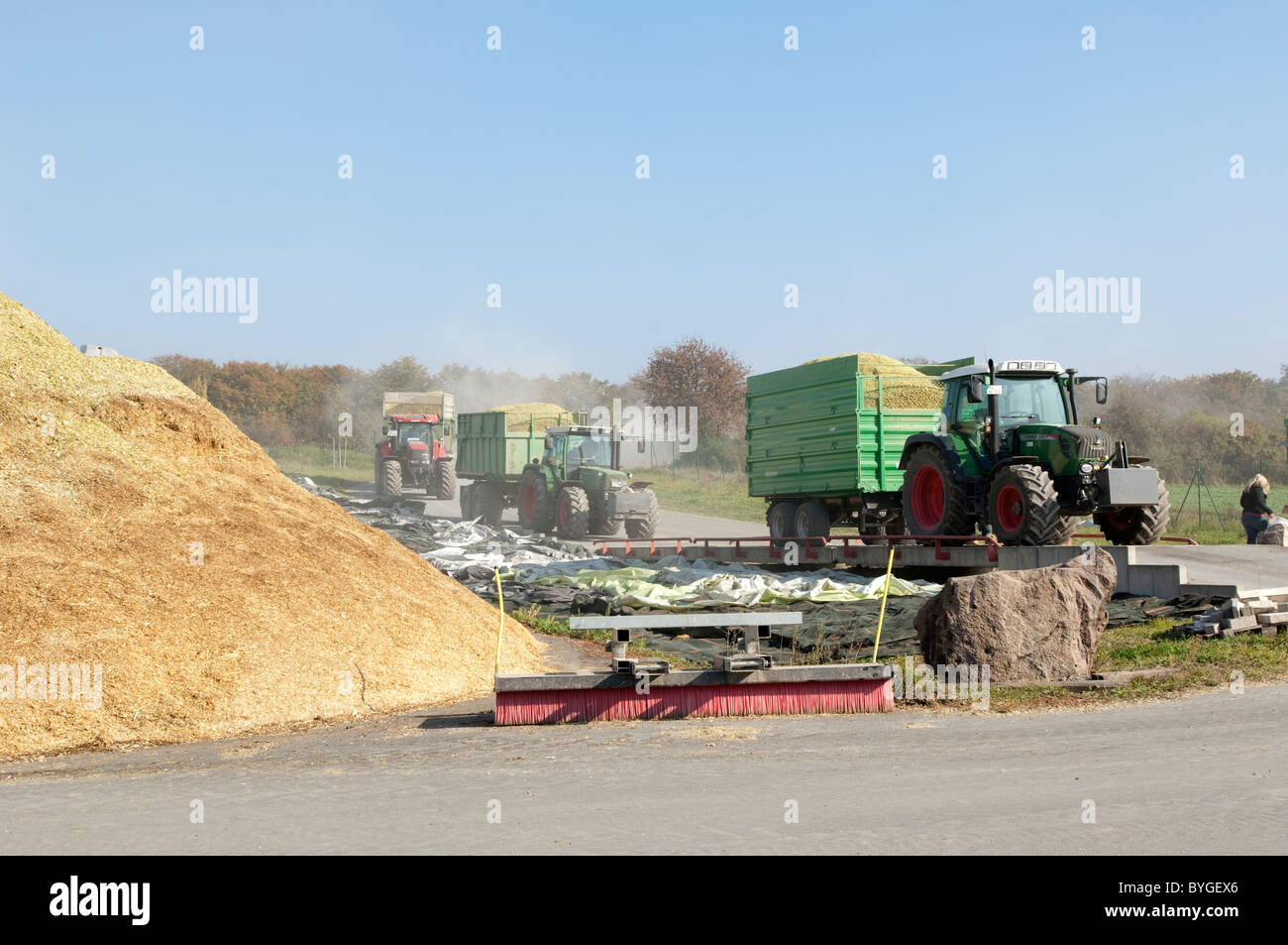 Maize, Corn (Zea mays). Fresh chopped maize being brought to an anaerobic digester plant. Stock Photo