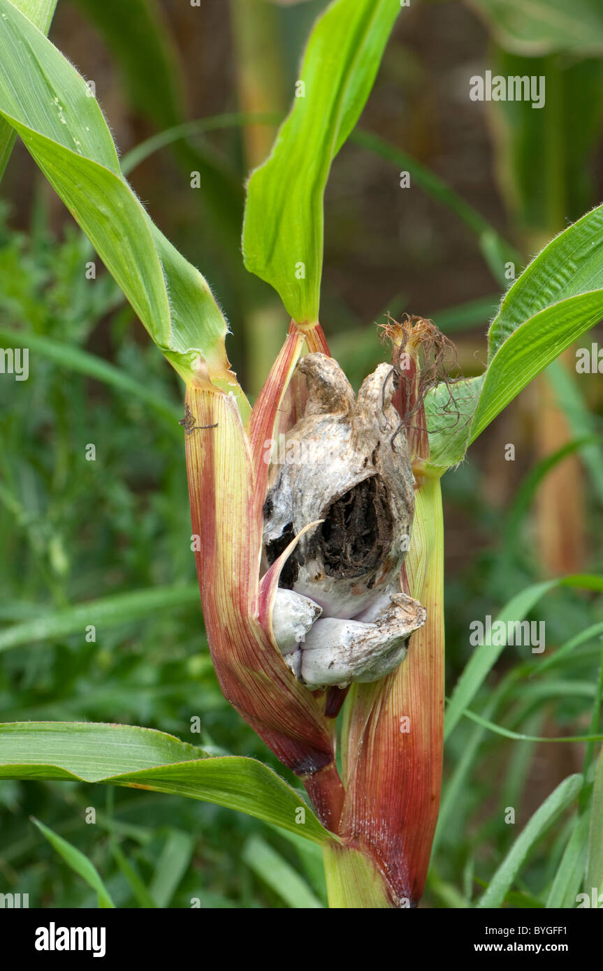 Mycosarcoma Corn, Maize (Zea mays). Corn smut desease caused by the plant fungus ...
