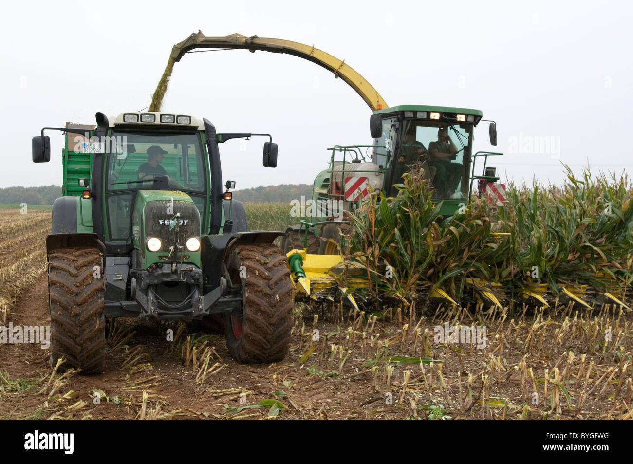 Maize, Corn (Zea mays). Harvest of maize. A tractor with a trailer running beside a self-propelled forage harvester. Stock Photo