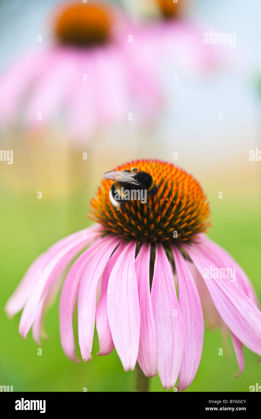 Extreme close up of bumblebee on flowers stem Stock Photo