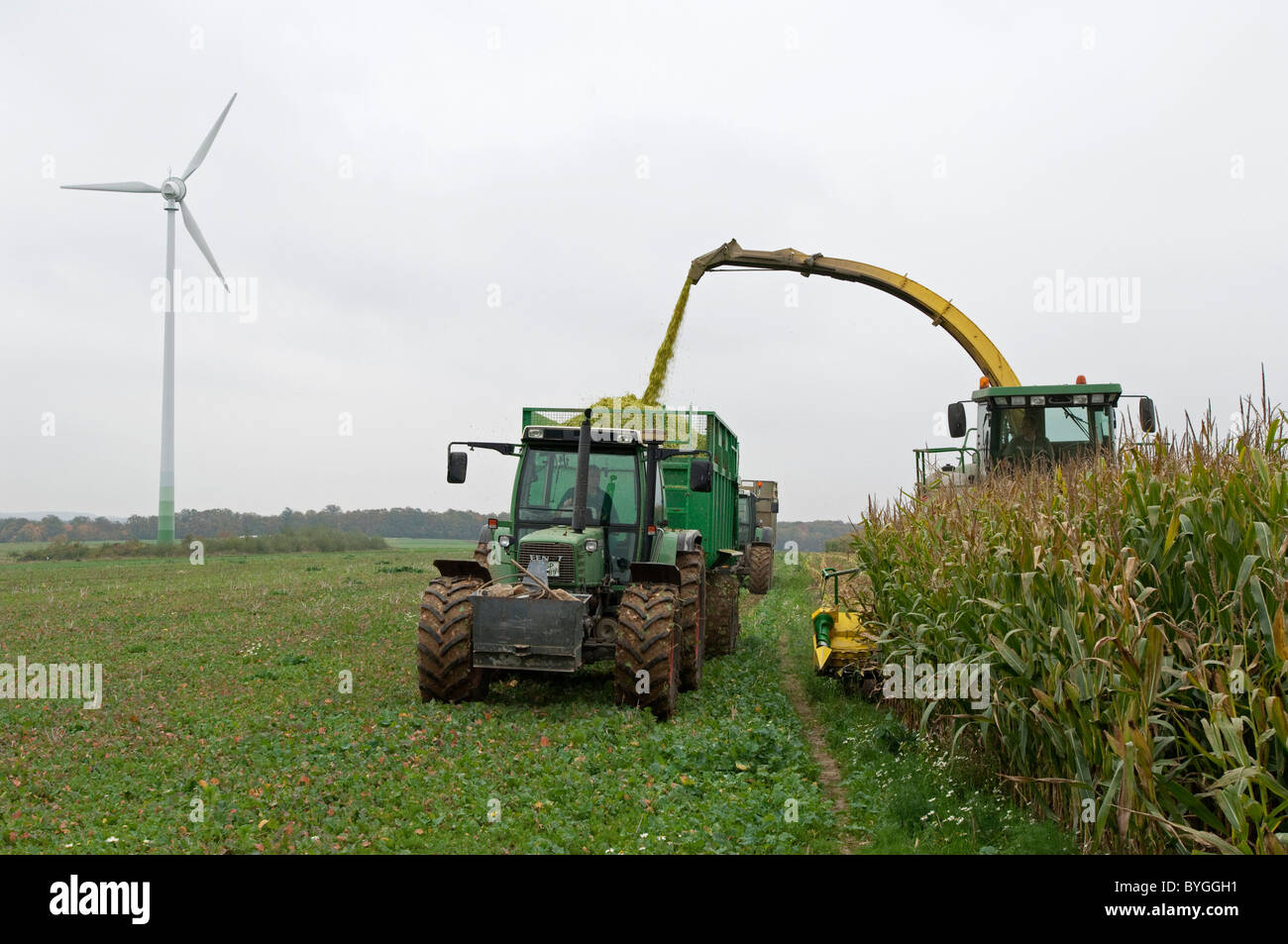Maize, Corn (Zea mays). Harvest of maize. A tractor with a trailer running beside a self-propelled forage harvester. Stock Photo