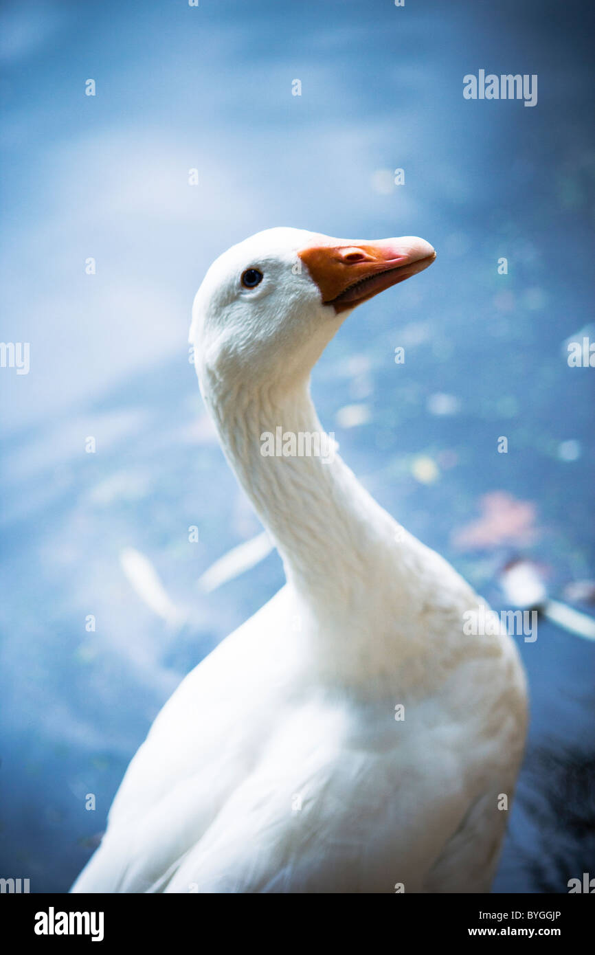 Goose standing in front of water Stock Photo