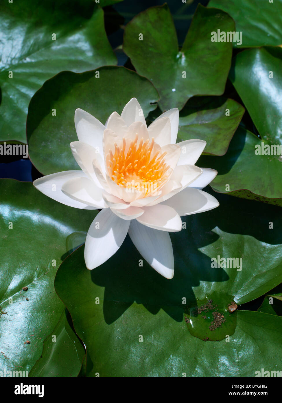 Flower of water lily Stock Photo Alamy