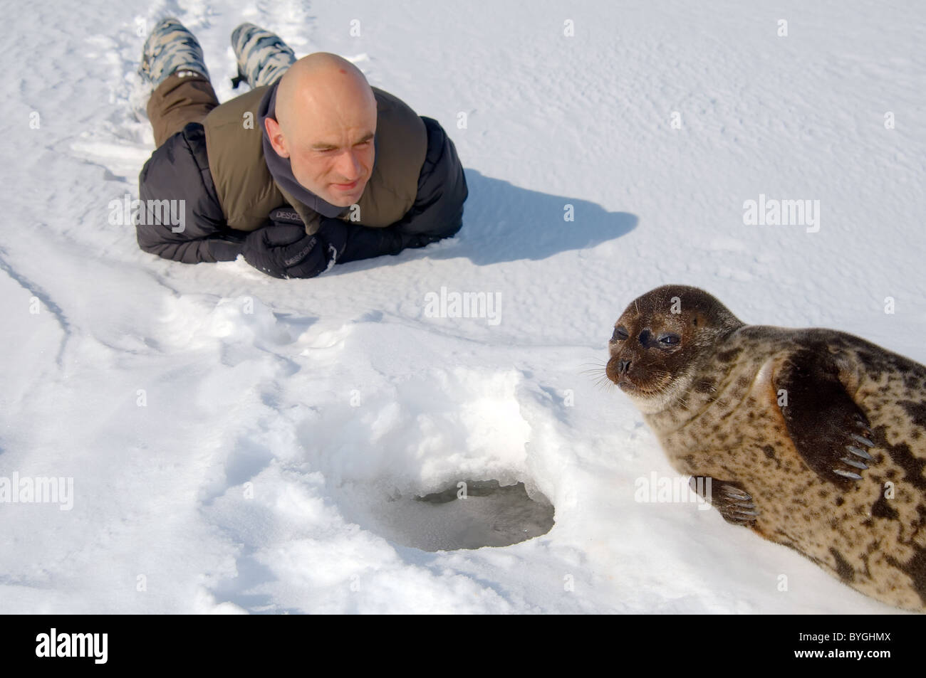 Man lies on the snow and looks at Ringed seal near ice-hole. Jar seal, netsik or nattiq (Pusa hispida), White Sea, Arctic, Russia Stock Photo