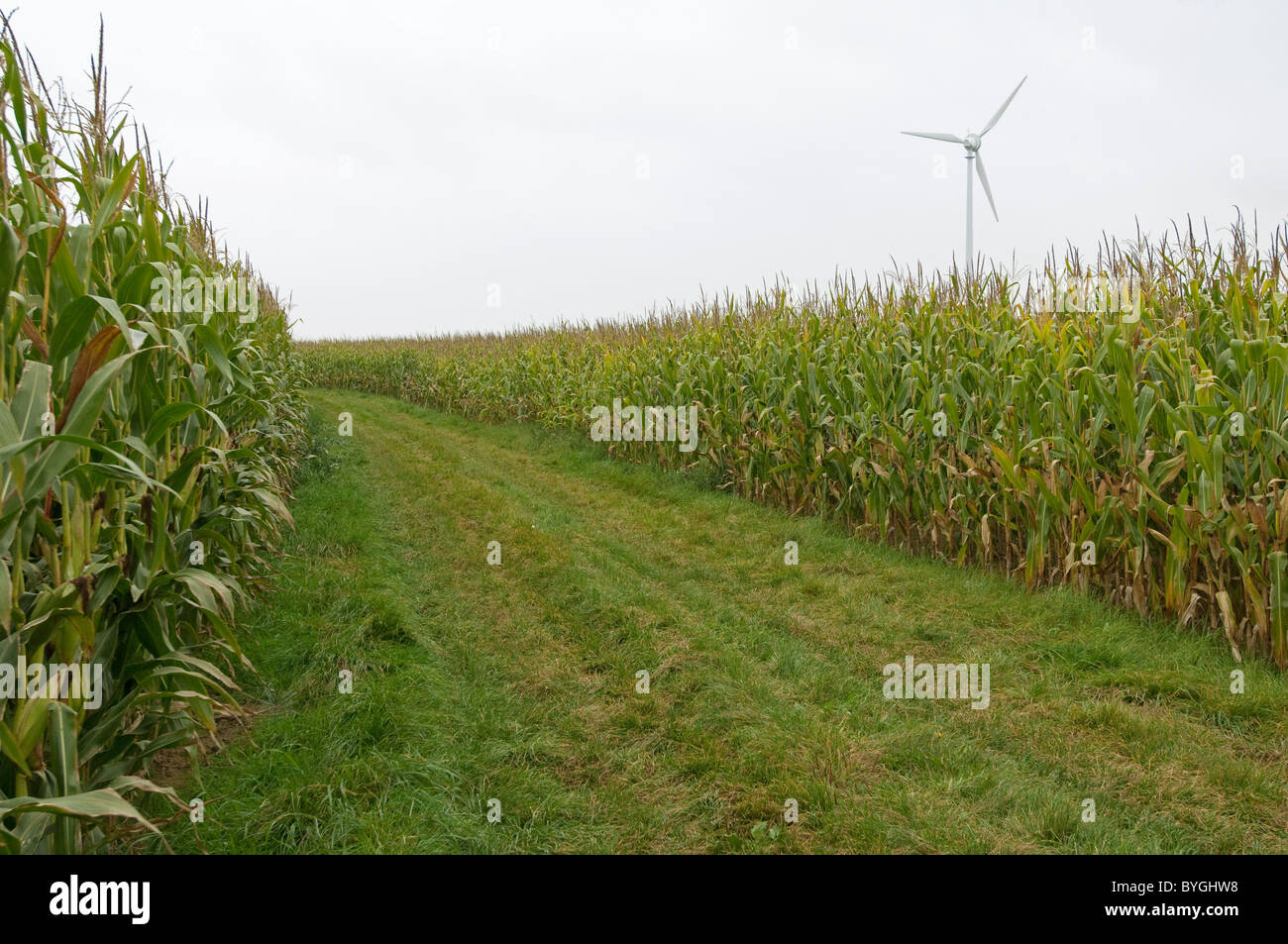 Maize, Corn (Zea mays). Field with wind turbine in background. Stock Photo