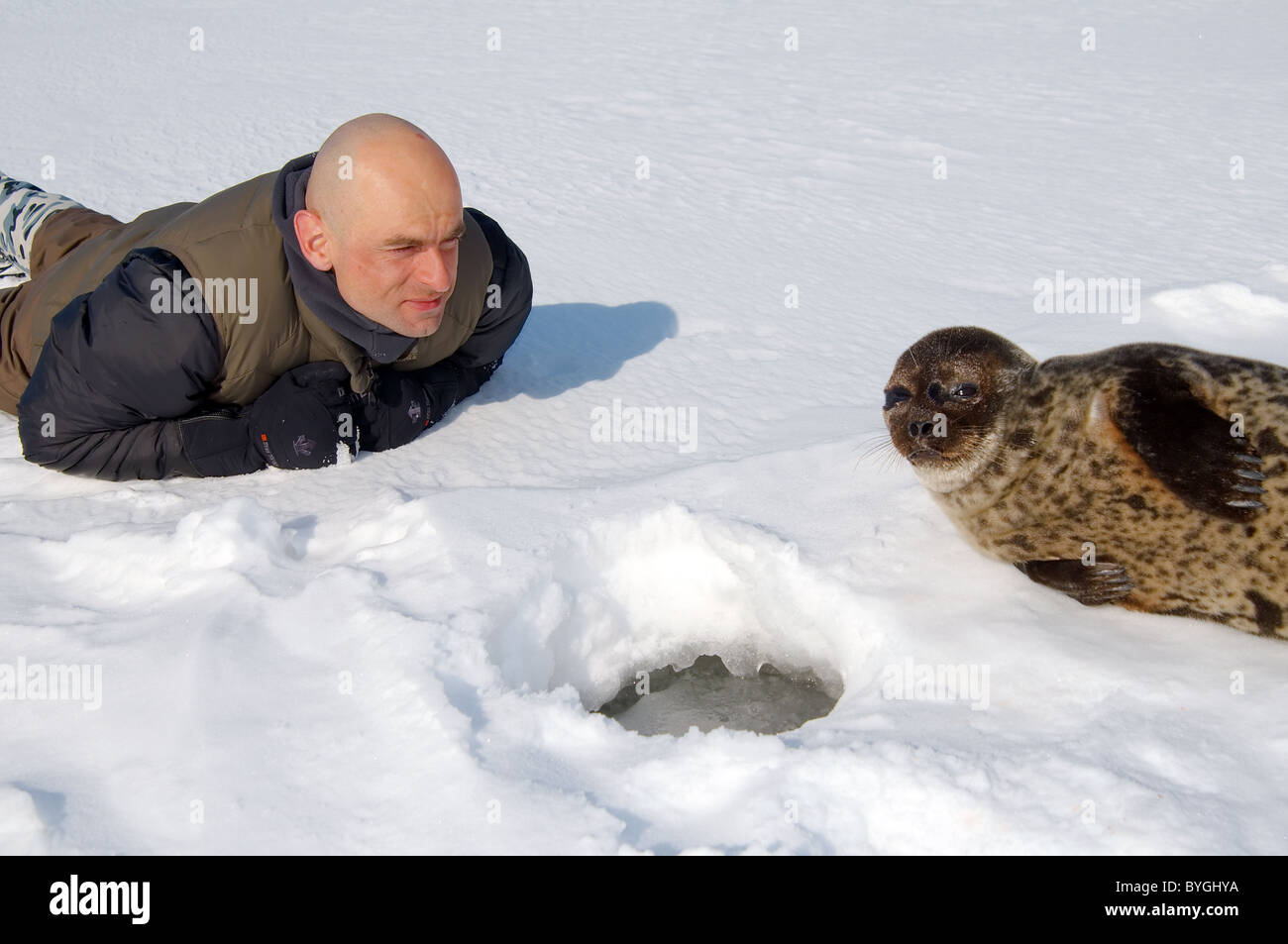 Man lies on the snow and looks at Ringed seal near ice-hole. Jar seal, netsik or nattiq (Pusa hispida), White Sea, Arctic, Russia Stock Photo