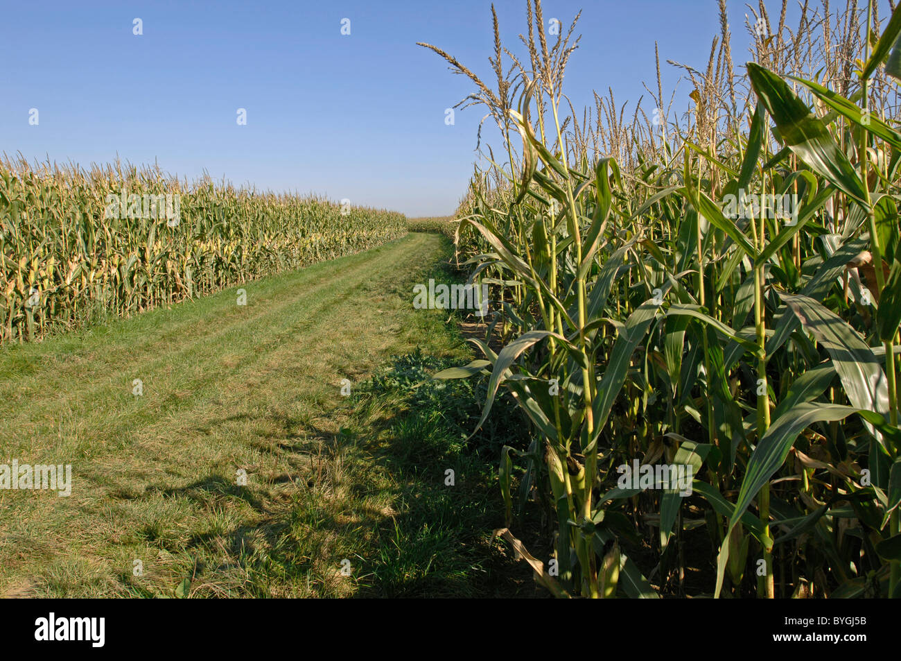 Maize, Corn (Zea mays). Extensive cultivation of maize. Stock Photo