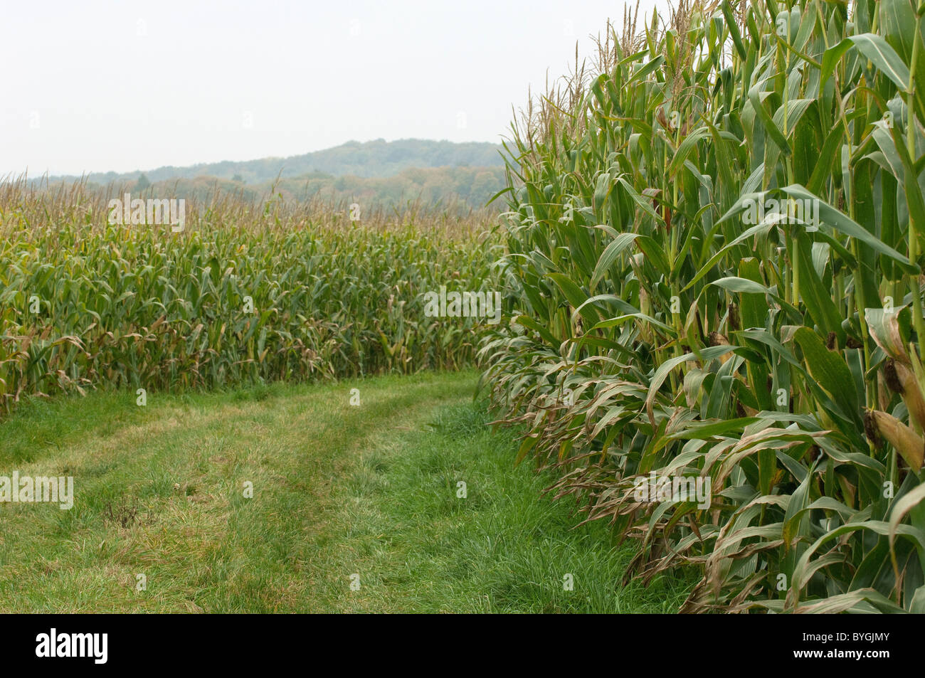 Maize, Corn (Zea mays). Extensive cultivation of maize. Stock Photo