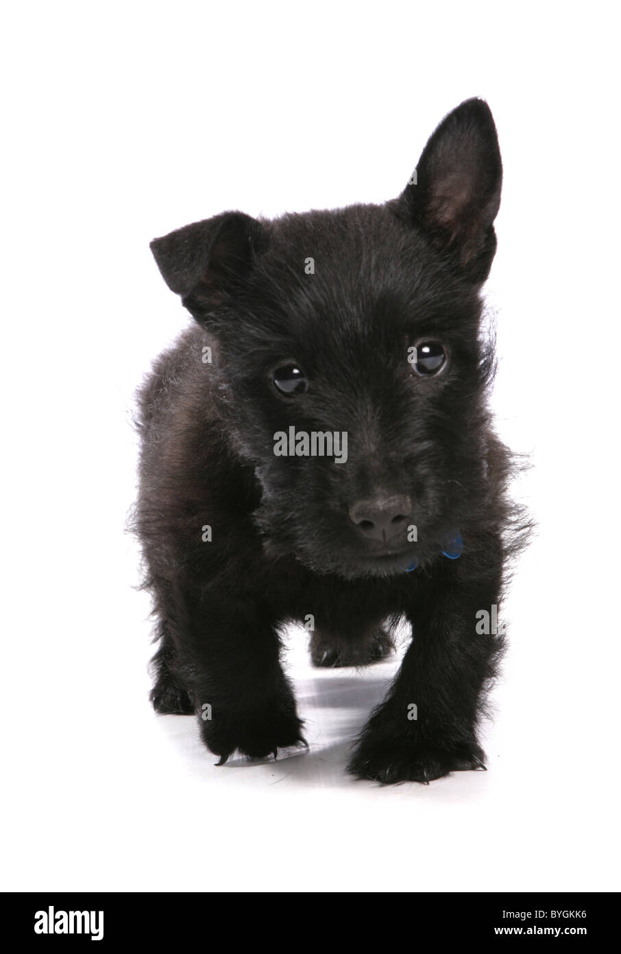 scottish terrier puppy standing studio Stock Photo