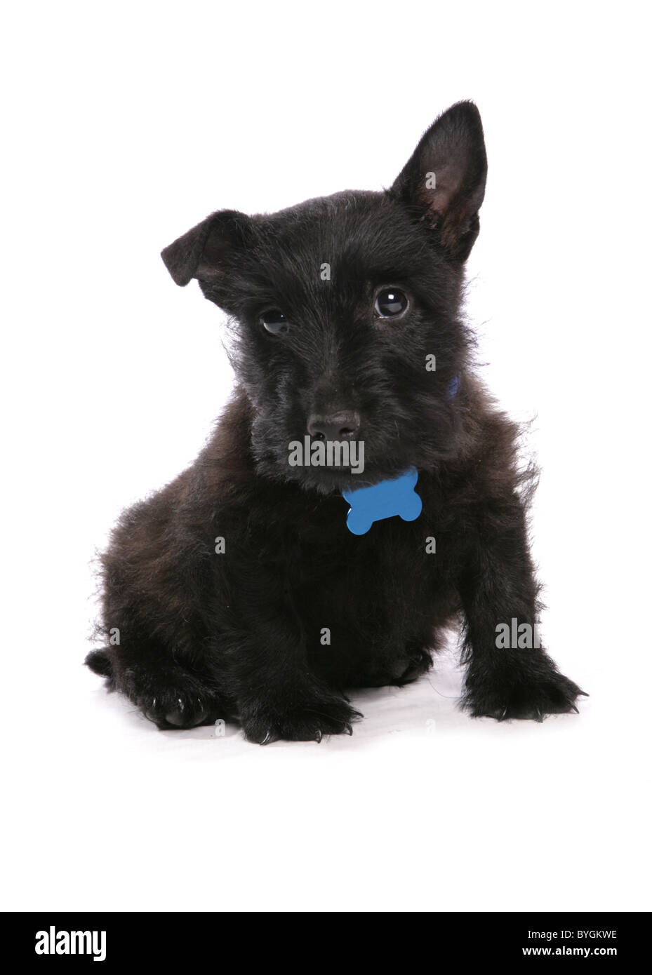 scottish terrier puppy sitting studio Stock Photo