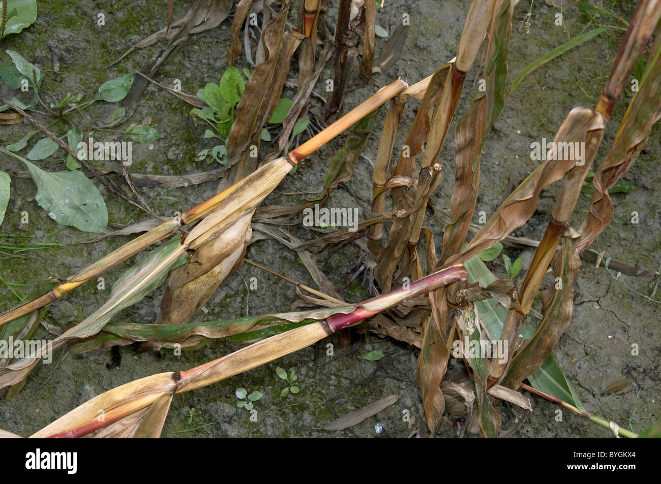 Maize, Corn (Zea mays). Stalks broken off due to damage by European Corn Borer (Ostrinia nubilalis). Stock Photo