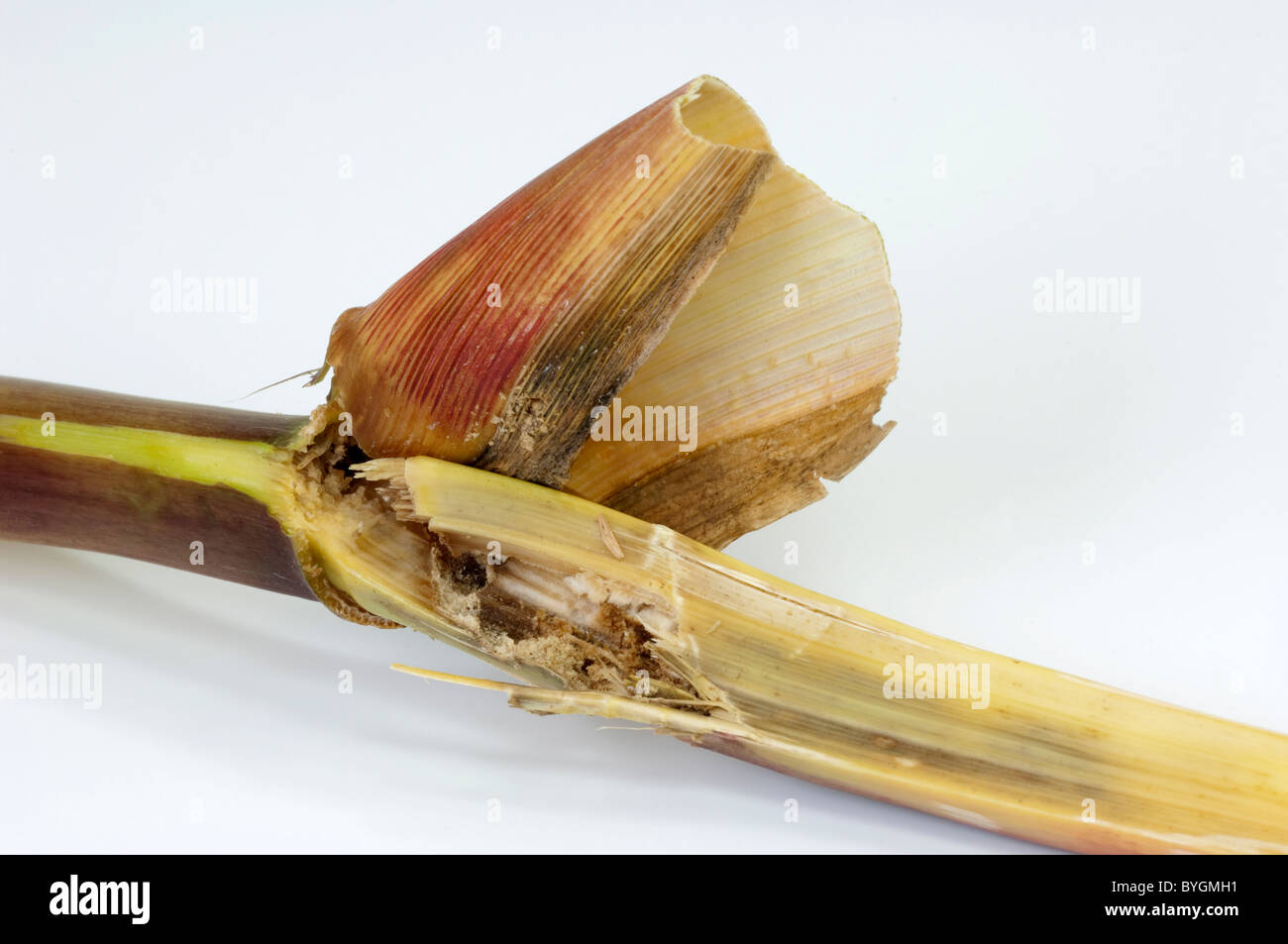 Maize, Corn (Zea mays). Detail of stalk damaged by European Corn Borer (Ostrinia nubilalis). Stock Photo