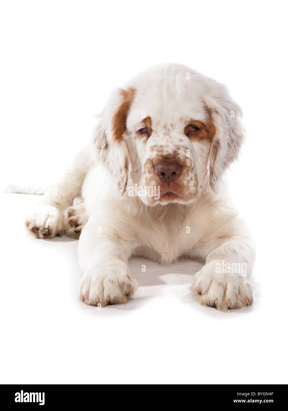 clumber spaniel laying down studio Stock Photo