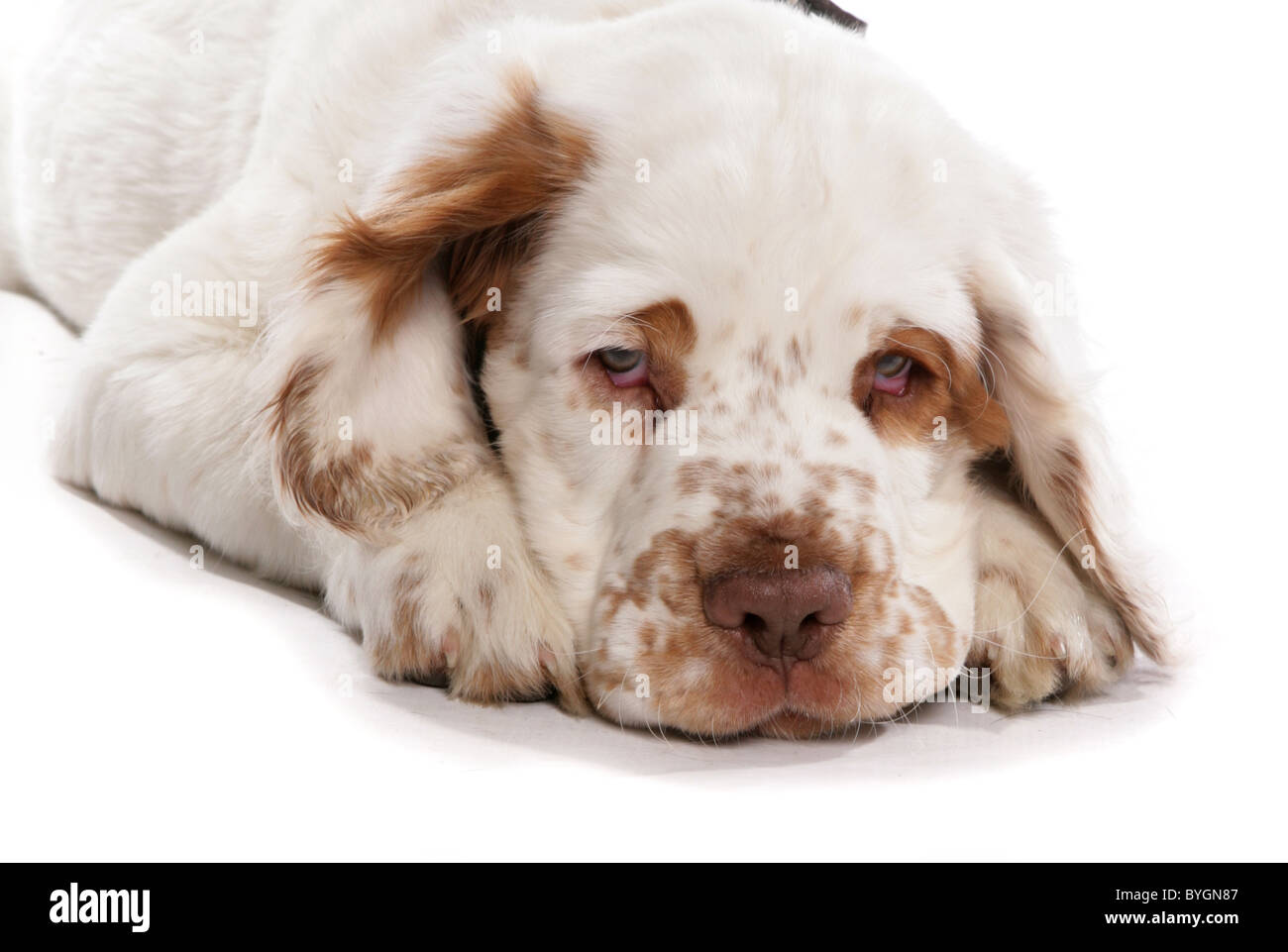 clumber spaniel puppy laying down studio Stock Photo