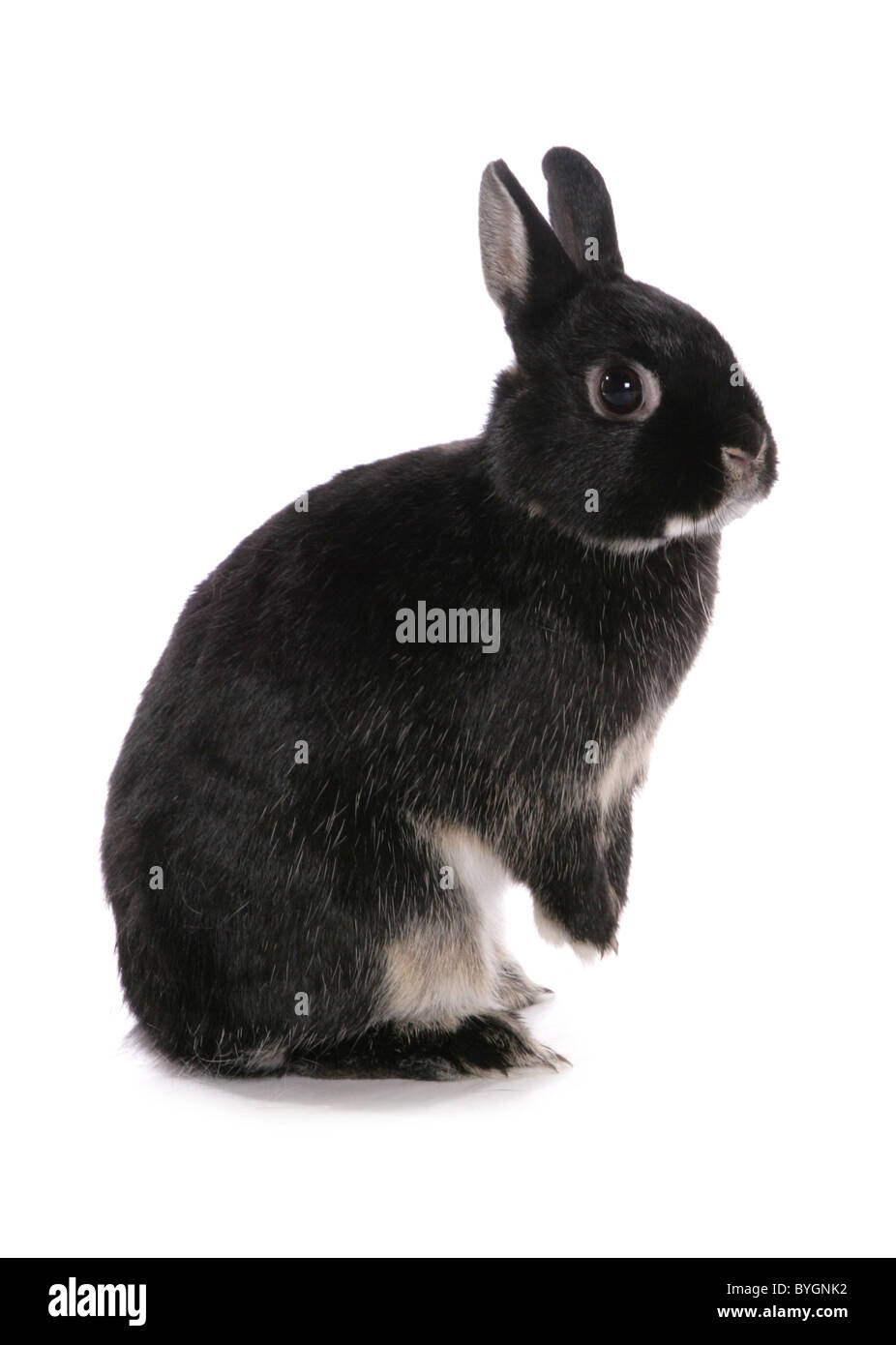 Black rabbit hi-res stock photography and images - Alamy