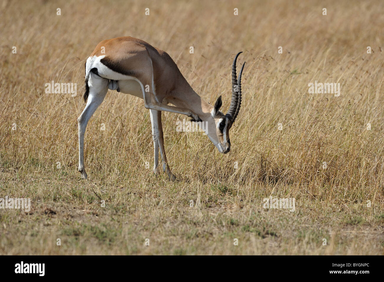 Grant's gazelle (Gazella granti - Nanger granti) scratching itself - Maasai Mara - Kenya - East Africa Stock Photo