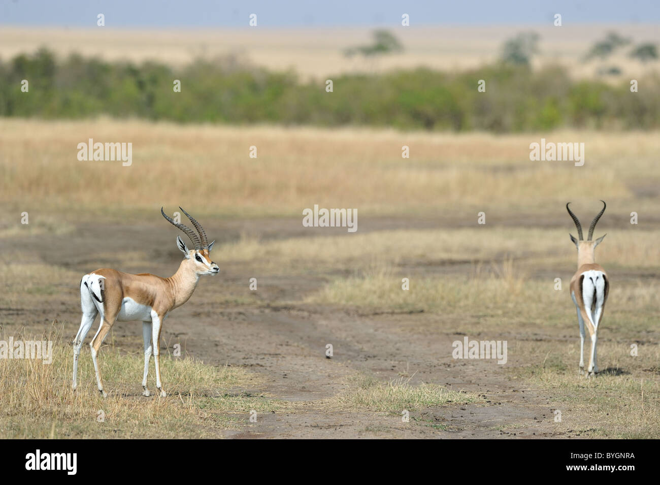 Standing gazelle in plain hi-res stock photography and images - Alamy