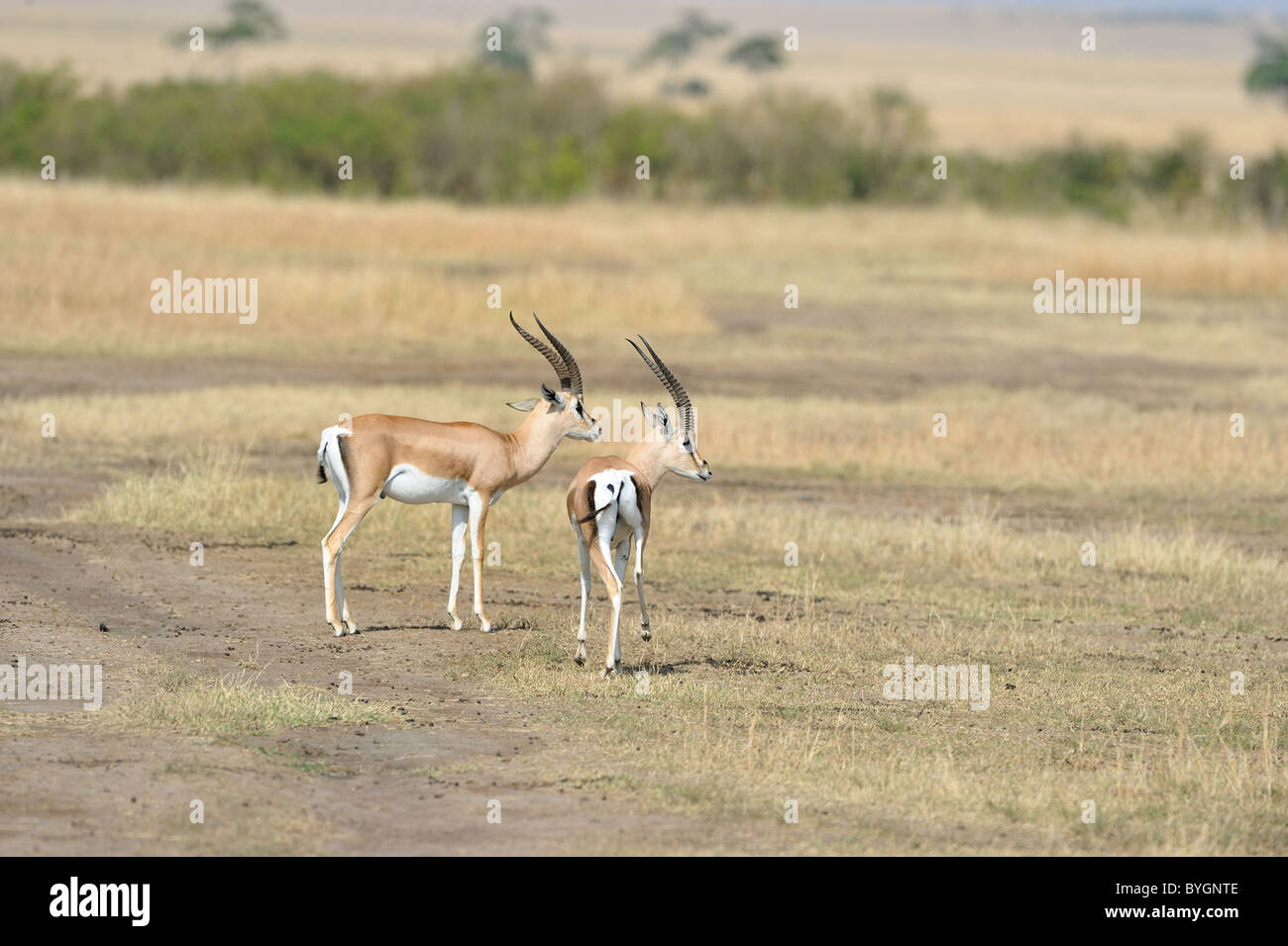 Grant's gazelle (Gazella granti - Nanger granti) pair standing in the savanna - Maasai Mara - Kenya - East Africa Stock Photo