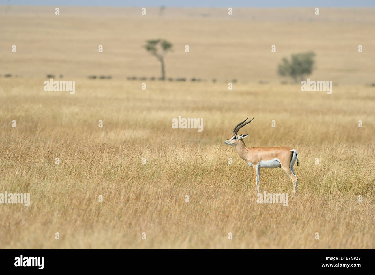 Grant's gazelle (Gazella granti - Nanger granti) standing in the savanna - Maasai Mara - Kenya - East Africa Stock Photo