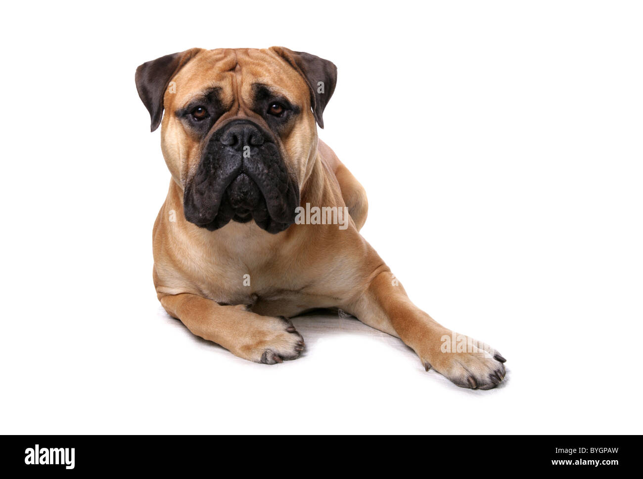 Bullmastiff Dog Single Adult Male Laying Studio Stock Photo