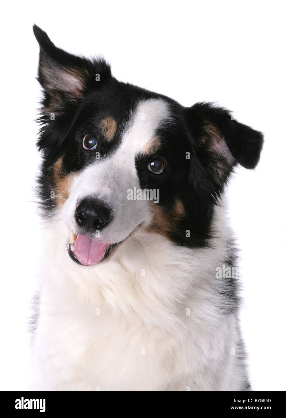 Border Collie Tri Dog Single Adult Female Head Portrait Studio Stock Photo