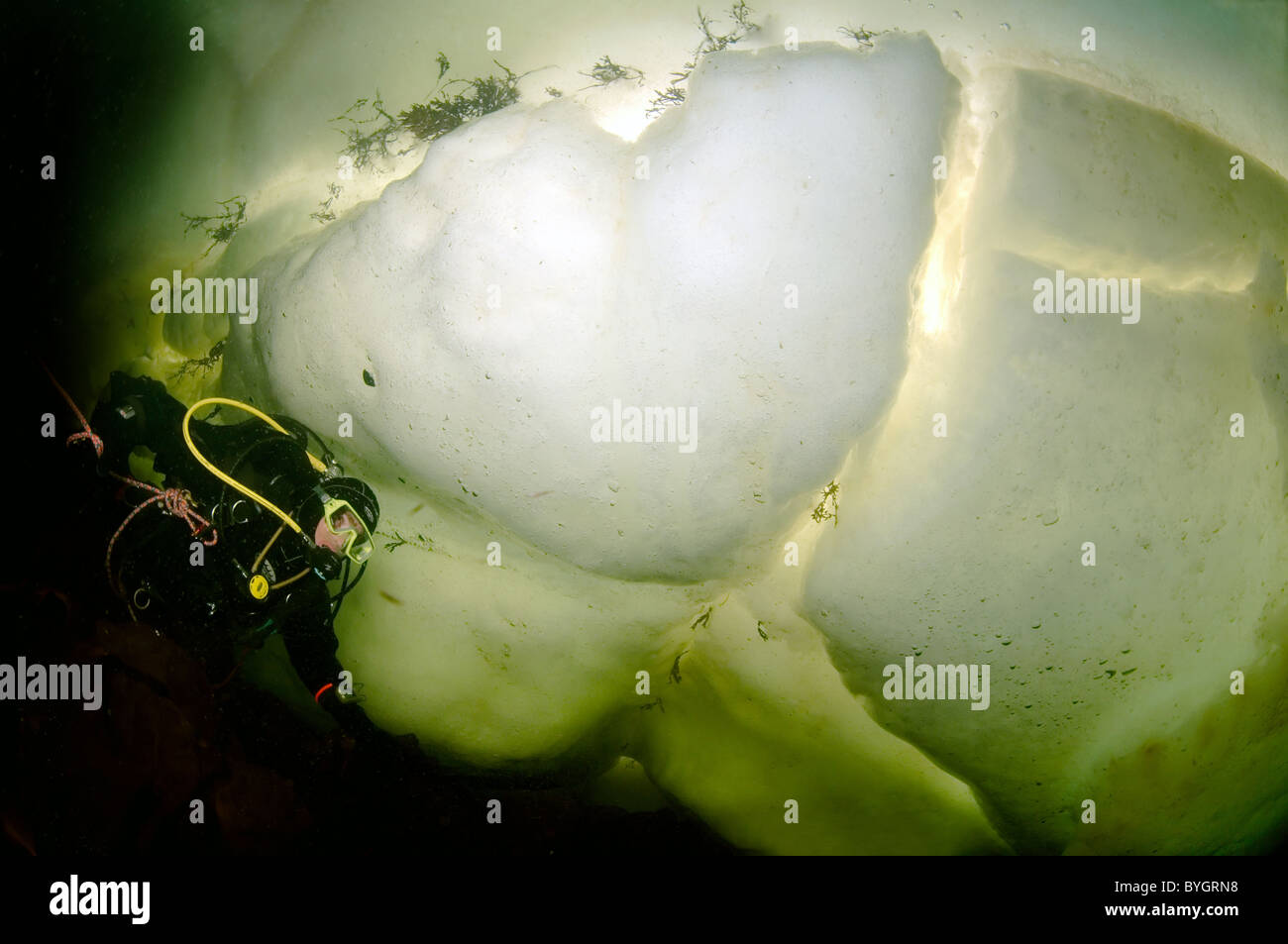 male scuba diver swim under ice Stock Photo Alamy