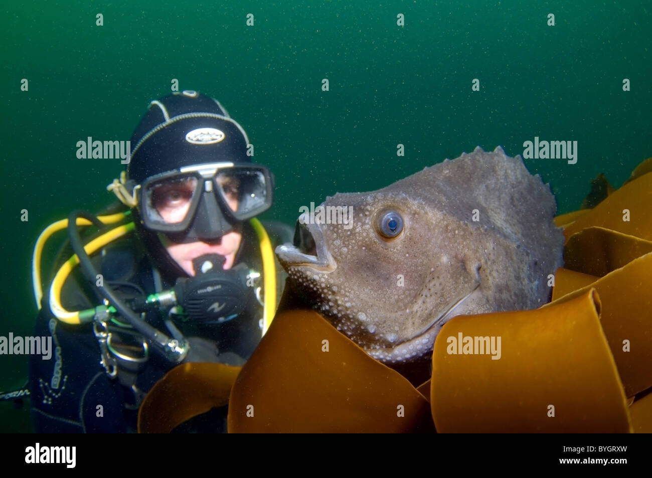 male scuba diver look at on lumpsucker or lumpfish (Cyclopterus lumpus) Stock Photo