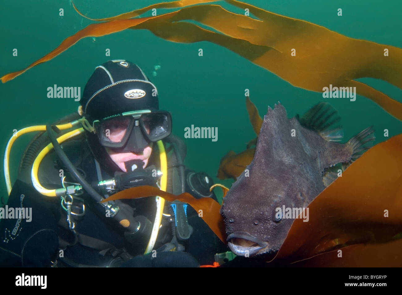 male scuba diver look at on lumpsucker or lumpfish (Cyclopterus lumpus) Stock Photo