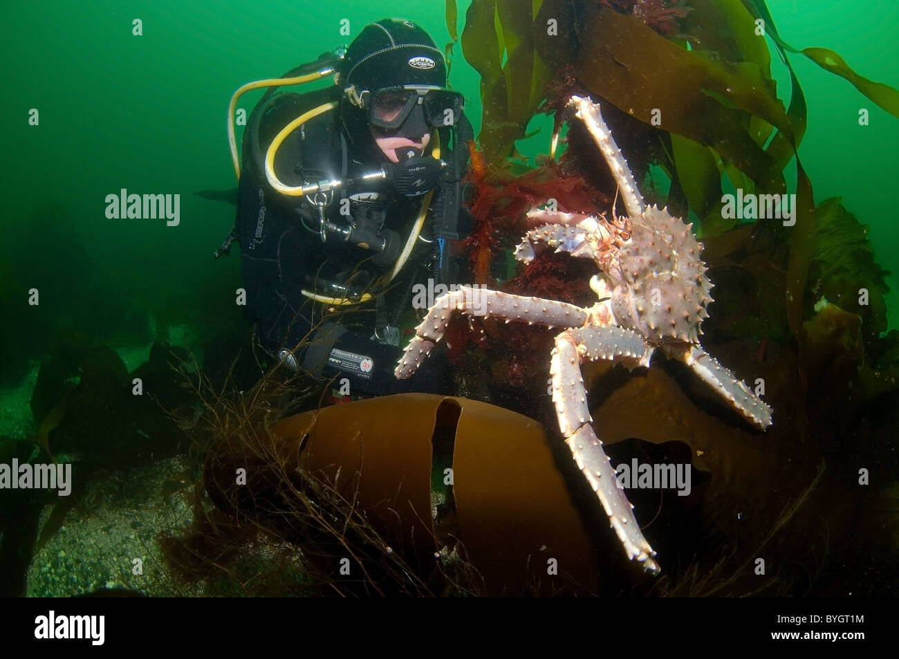 male scuba diver look at on Red King Crab (Paralithodes camtschaticus) Stock Photo