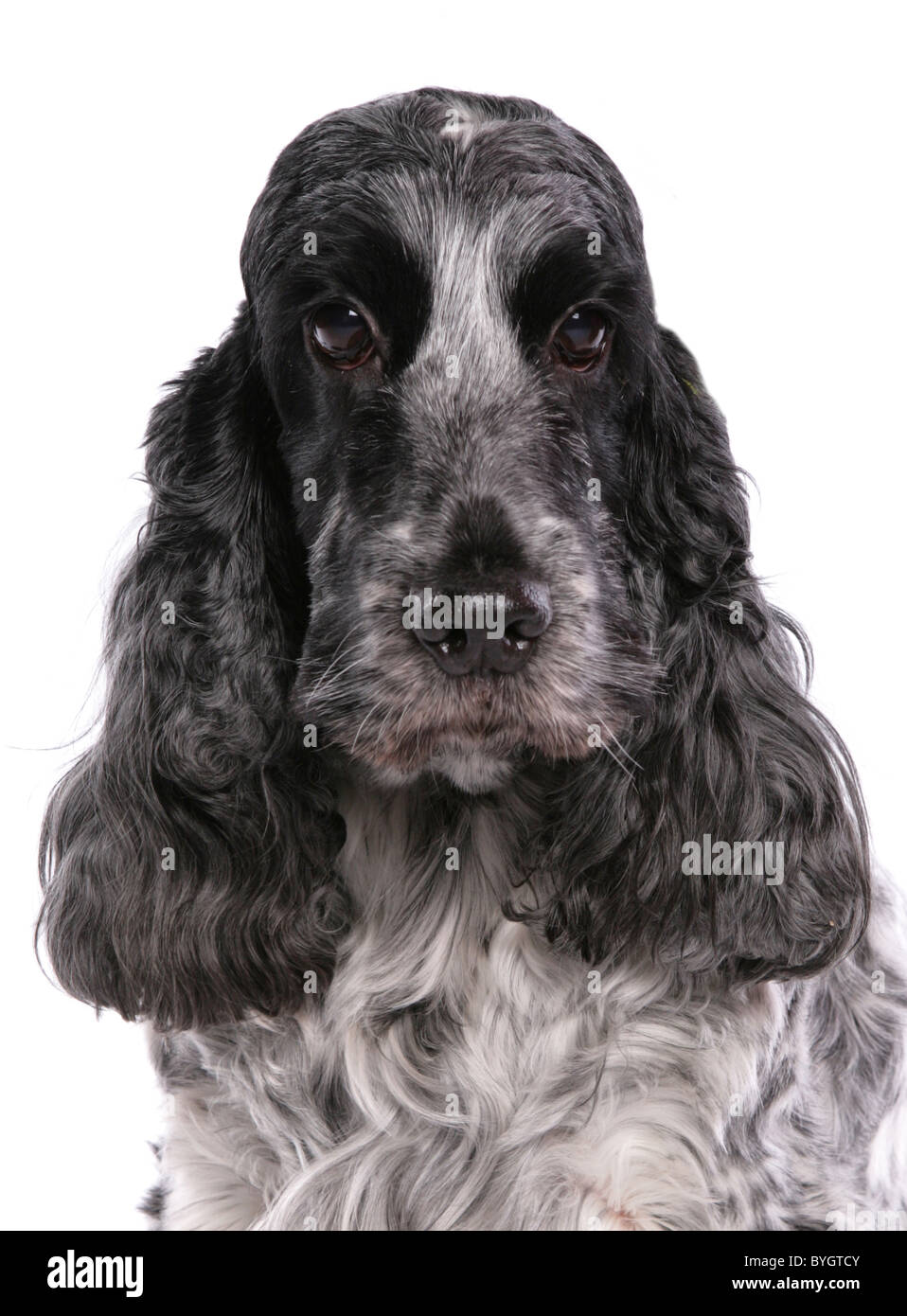 English Cocker Spaniel High Resolution Stock Photography And Images Alamy